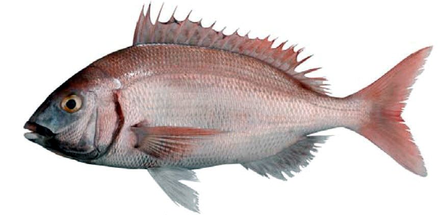 Pagellus erythrinus_07.jpg